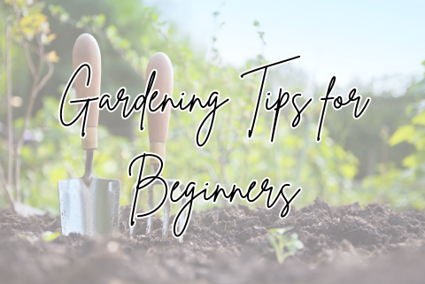 gardening-for-beginners